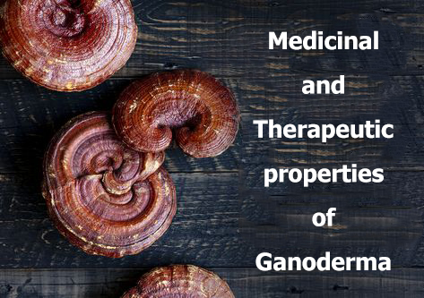 خواص دارویی و درمانی قارچ گانودرما